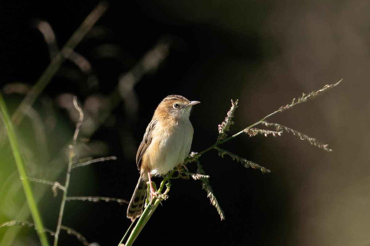 Golden-headed Cisticola - ML639804658