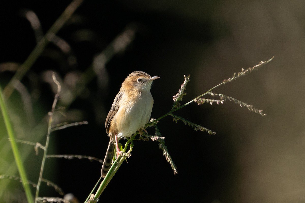 Golden-headed Cisticola - ML639804659