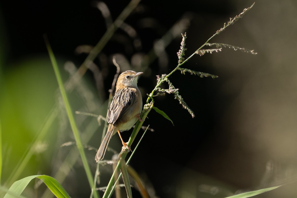 Golden-headed Cisticola - ML639804660