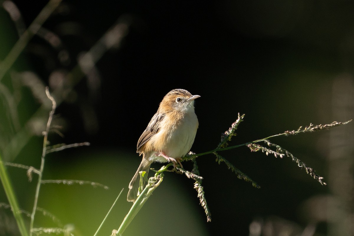 Golden-headed Cisticola - ML639804661