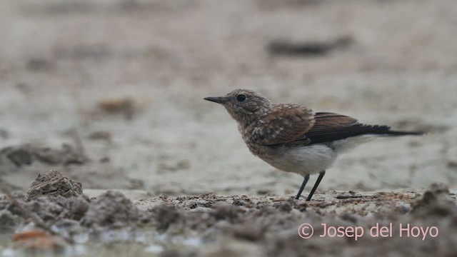Western Black-eared Wheatear - ML639804687
