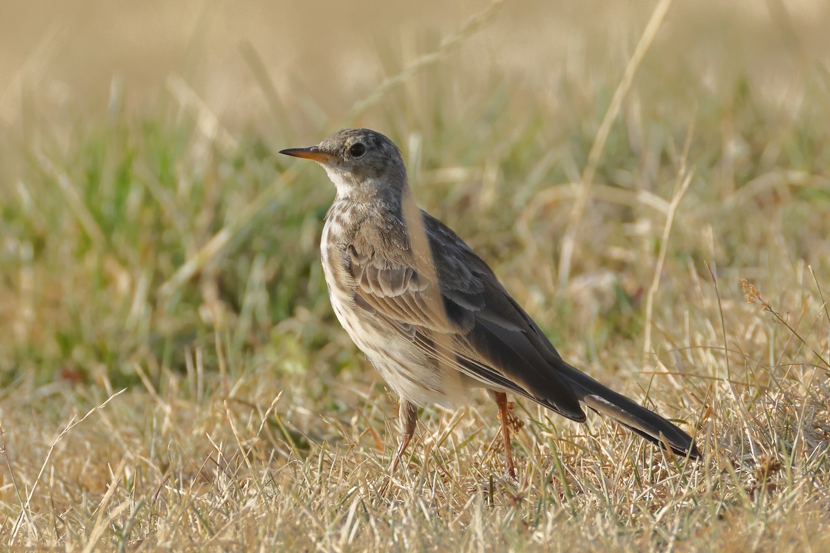 Water Pipit - ML639804693