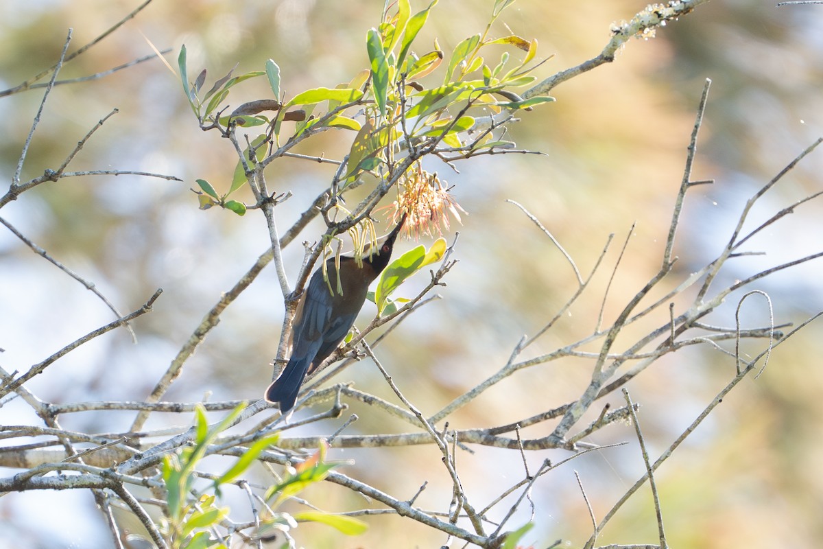 Eastern Spinebill - ML639804696