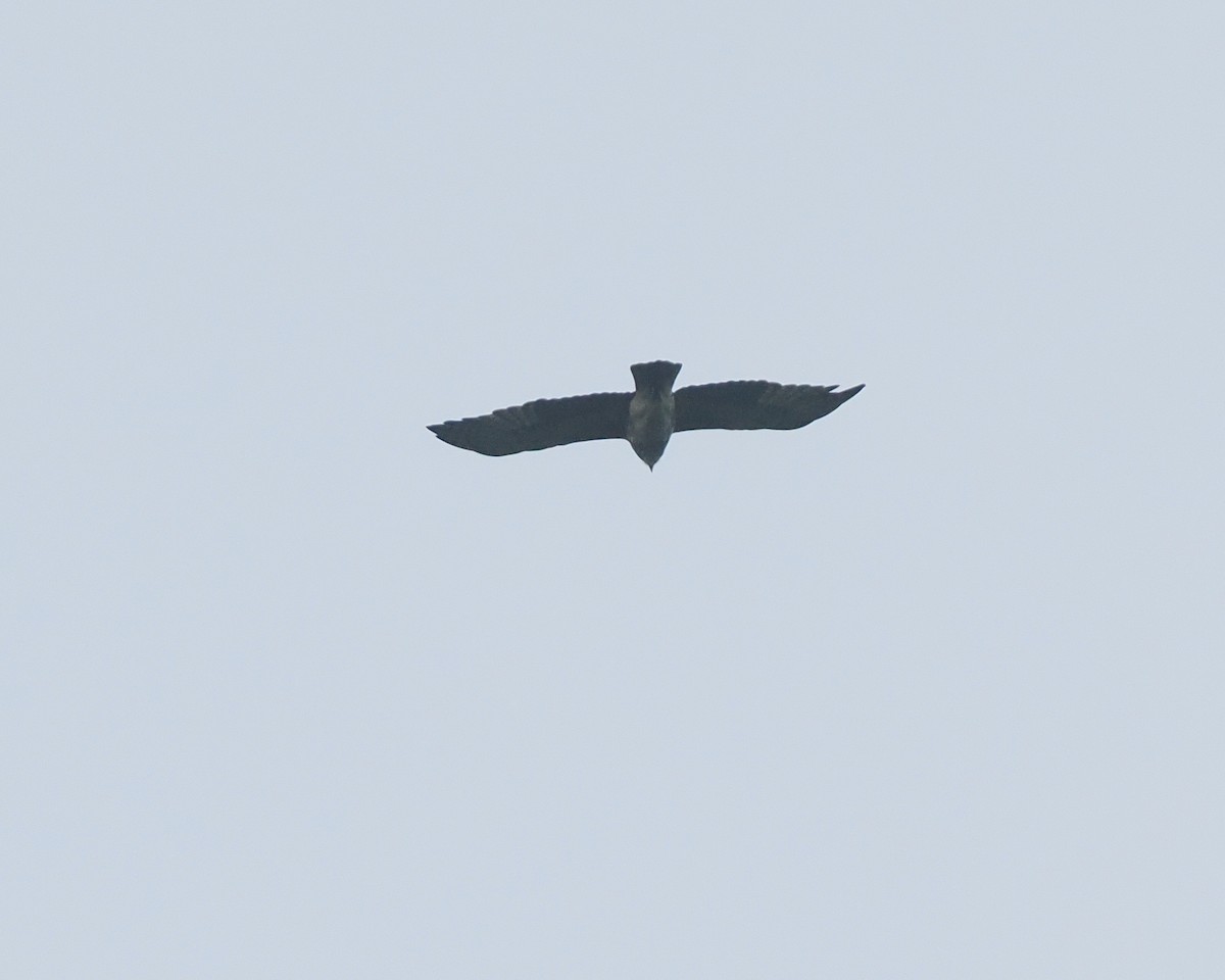 Aigle de Weiske - ML639804697