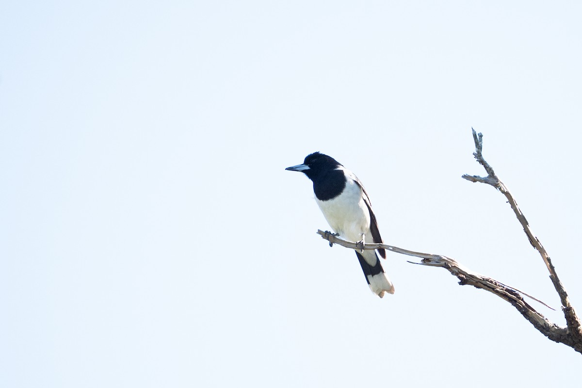 Pied Butcherbird - ML639804701