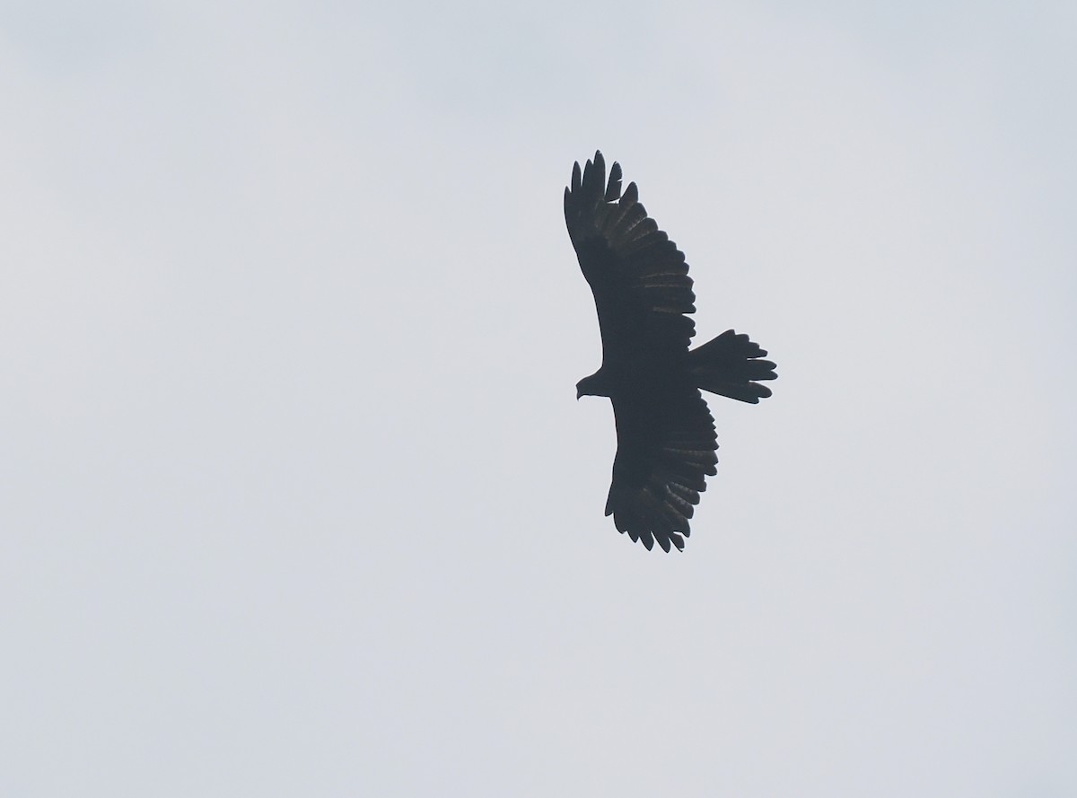 Gurney's Eagle - ML639804703