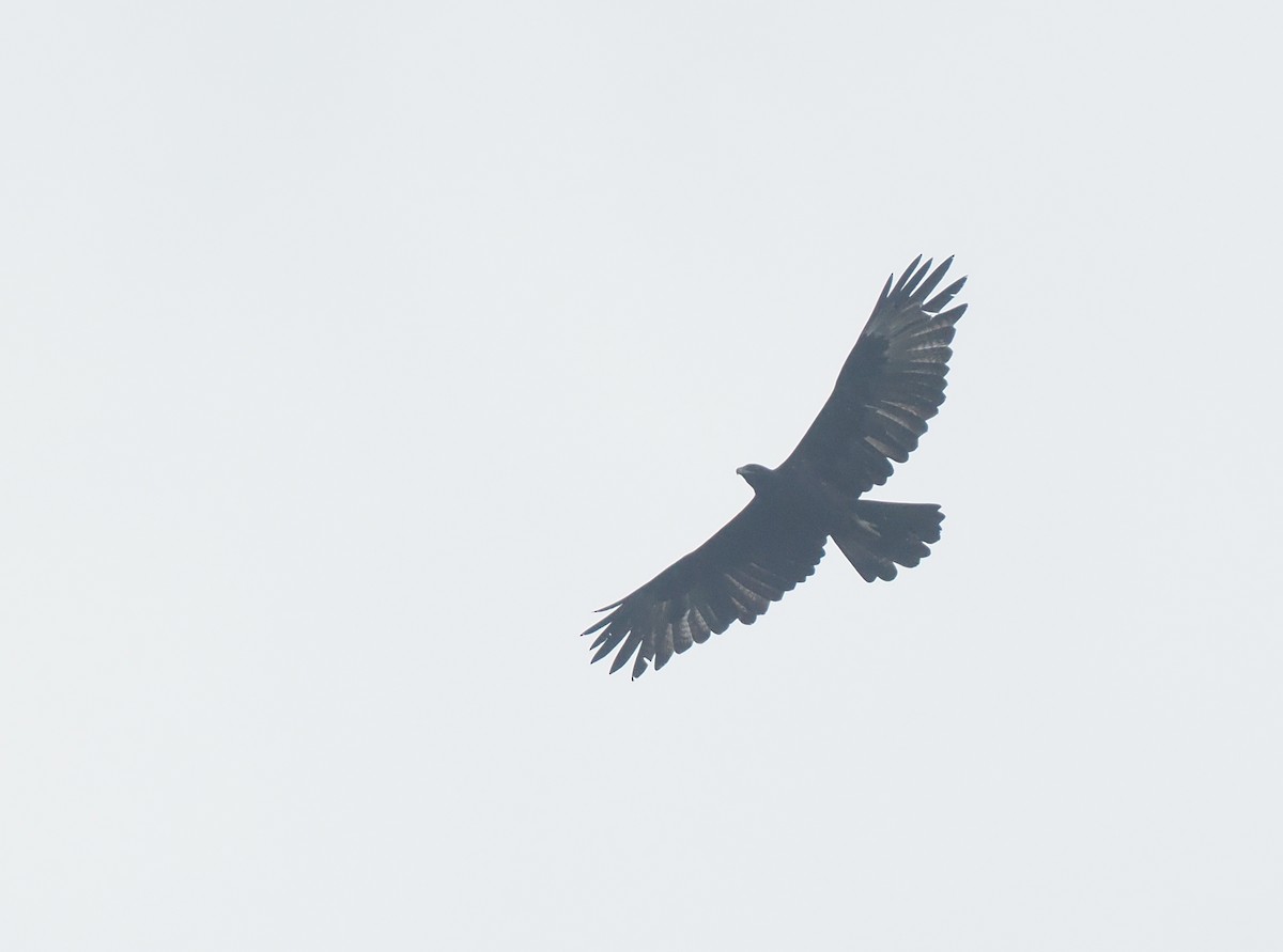 Gurney's Eagle - ML639804708