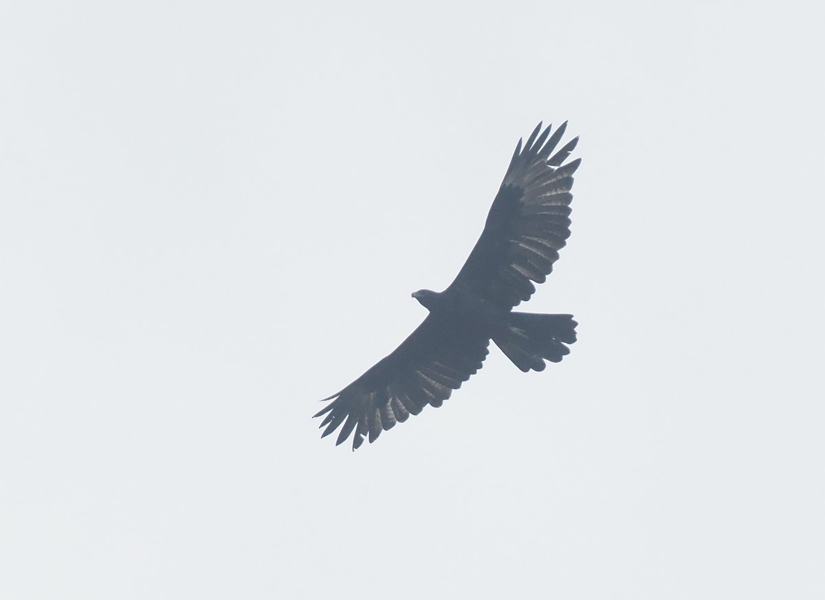 Gurney's Eagle - ML639804715