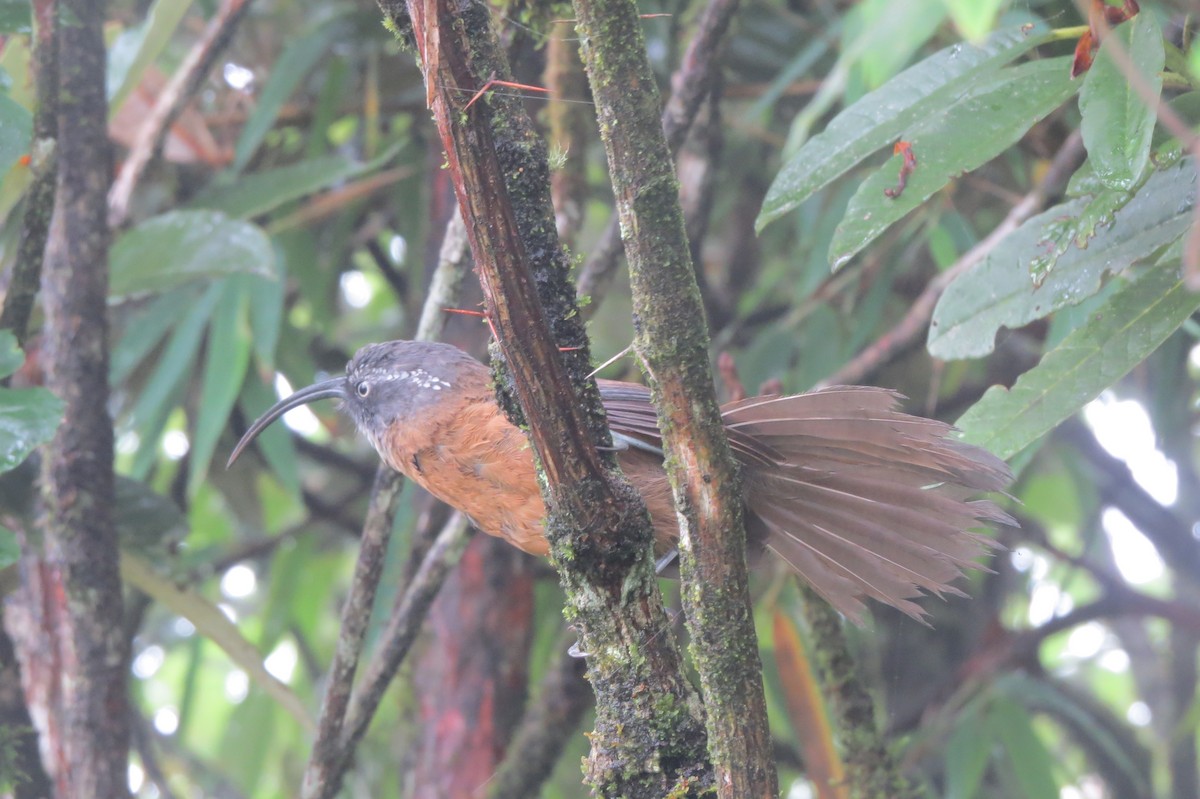 Slender-billed Scimitar-Babbler - ML639804716