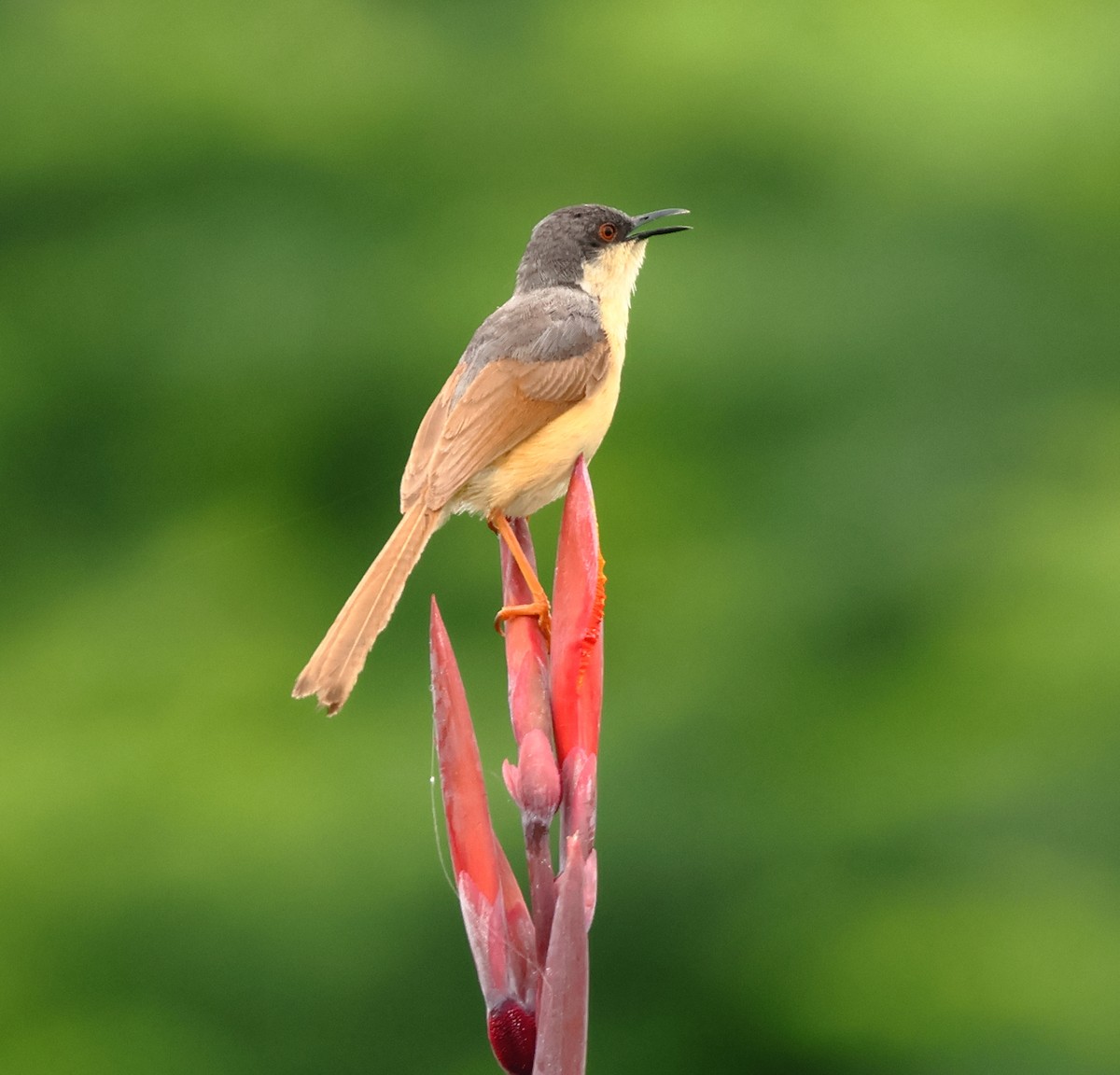 Ashy Prinia - ML639804717