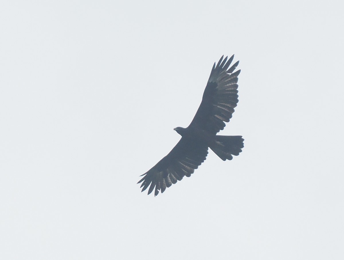 Gurney's Eagle - ML639804718