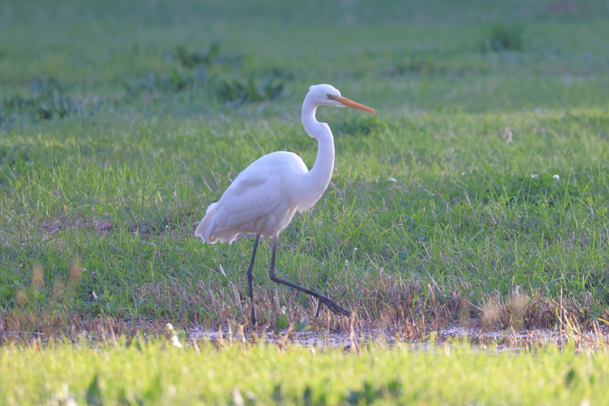 Цасч дэглий - ML639804720