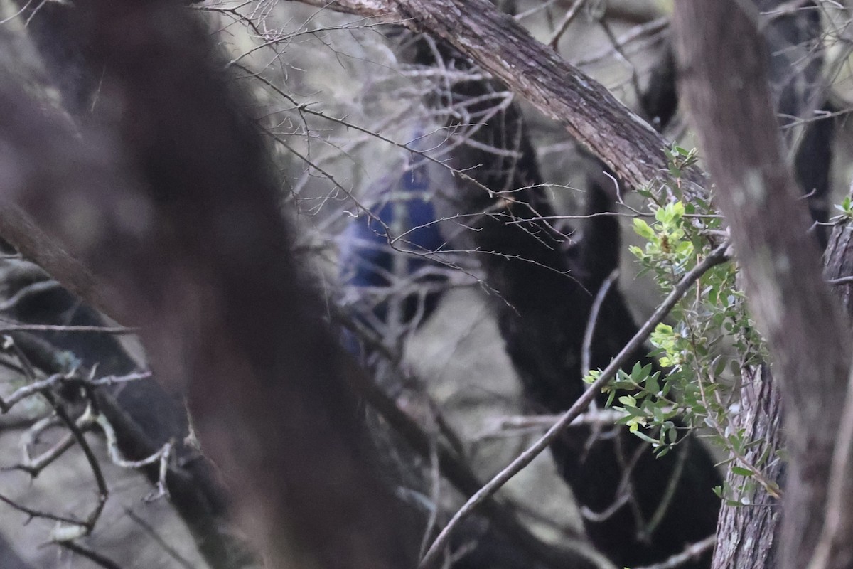 Satin Bowerbird - ML639804722