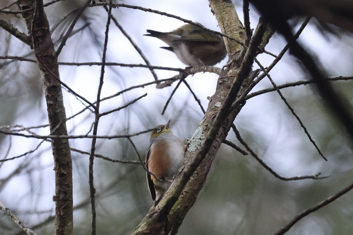 Silvereye - ML639804733