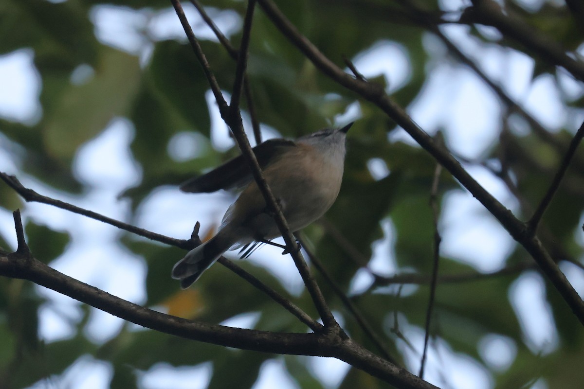 Brown Gerygone - ML639804734