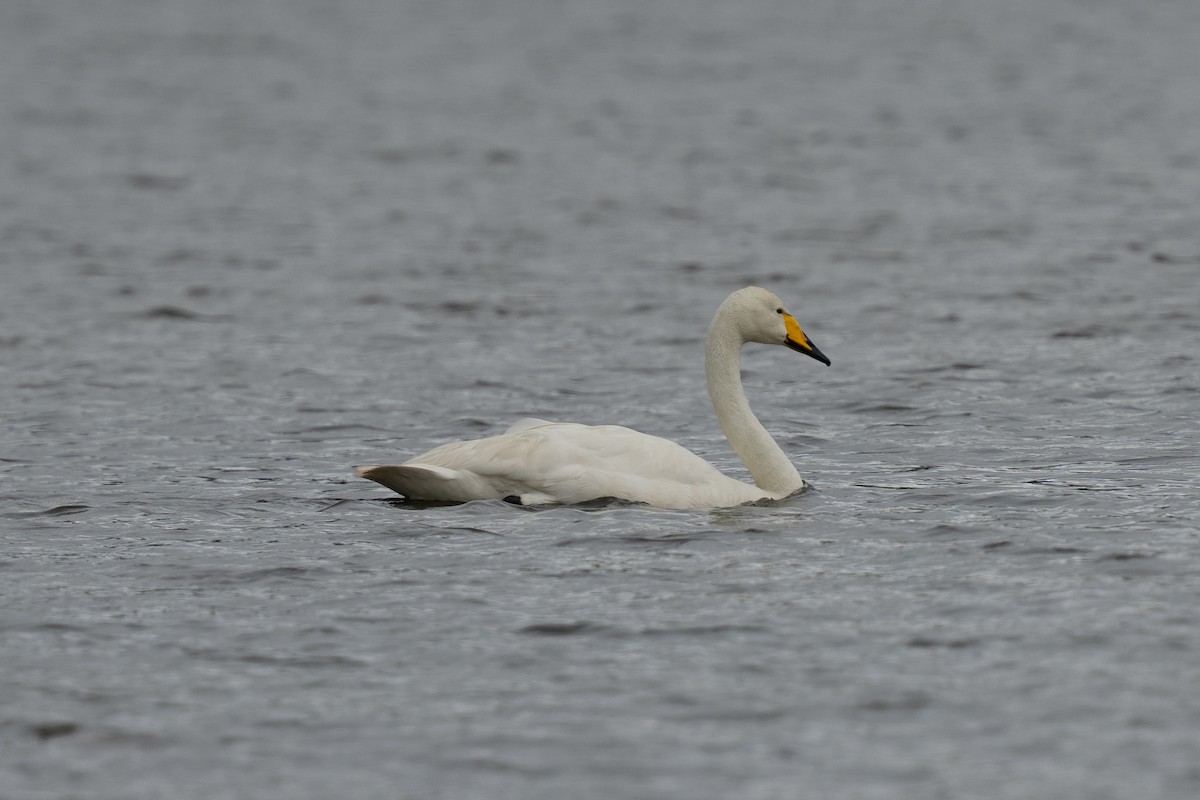 Whooper Swan - ML639804776