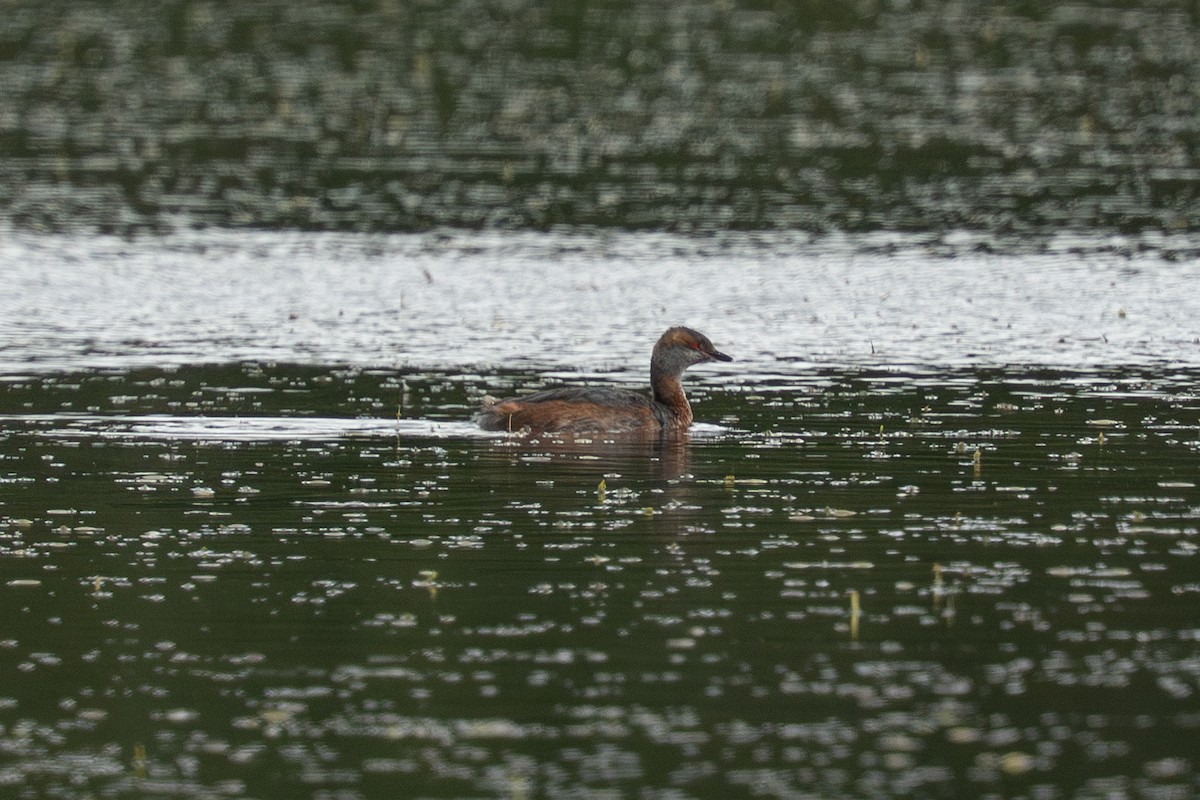 Horned Grebe - ML639804780