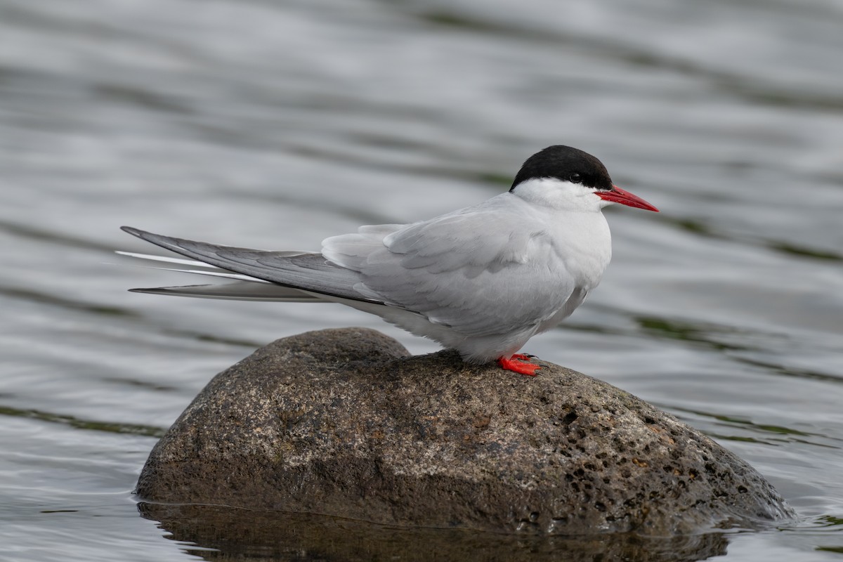 Arctic Tern - ML639804781