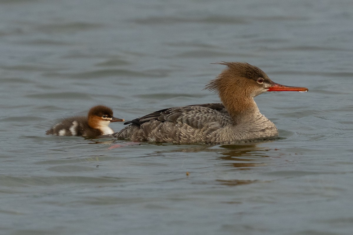 Red-breasted Merganser - ML639804786