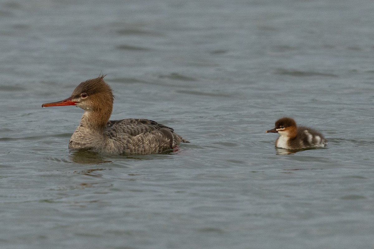 Red-breasted Merganser - ML639804787