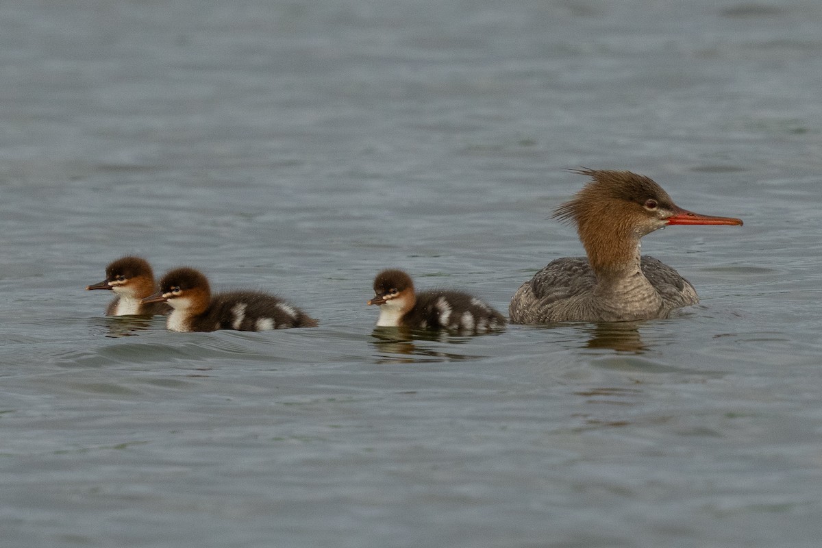 Red-breasted Merganser - ML639804788