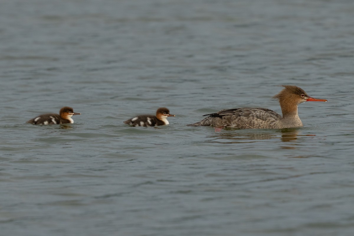 Red-breasted Merganser - ML639804795