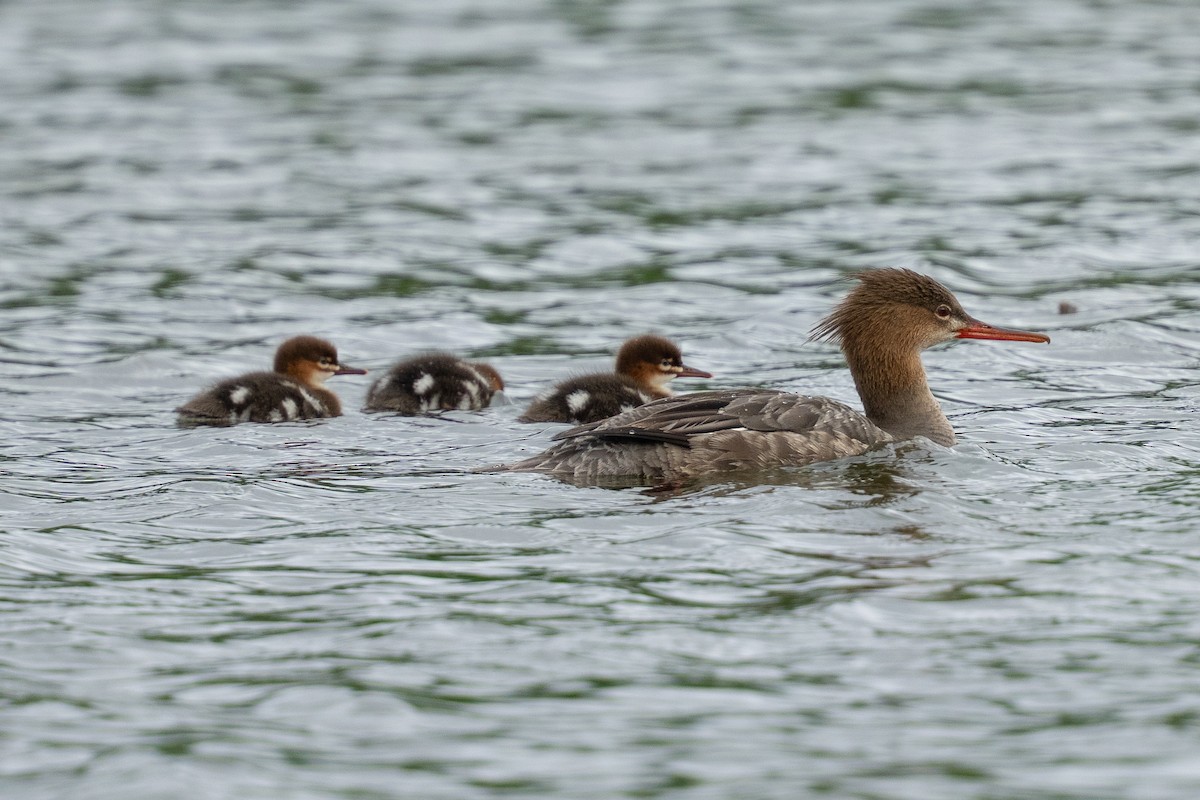 Red-breasted Merganser - ML639804796