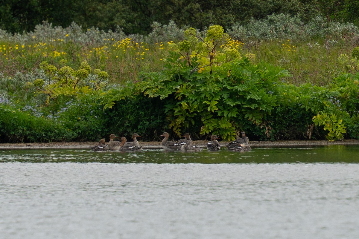 Red-breasted Merganser - ML639804801