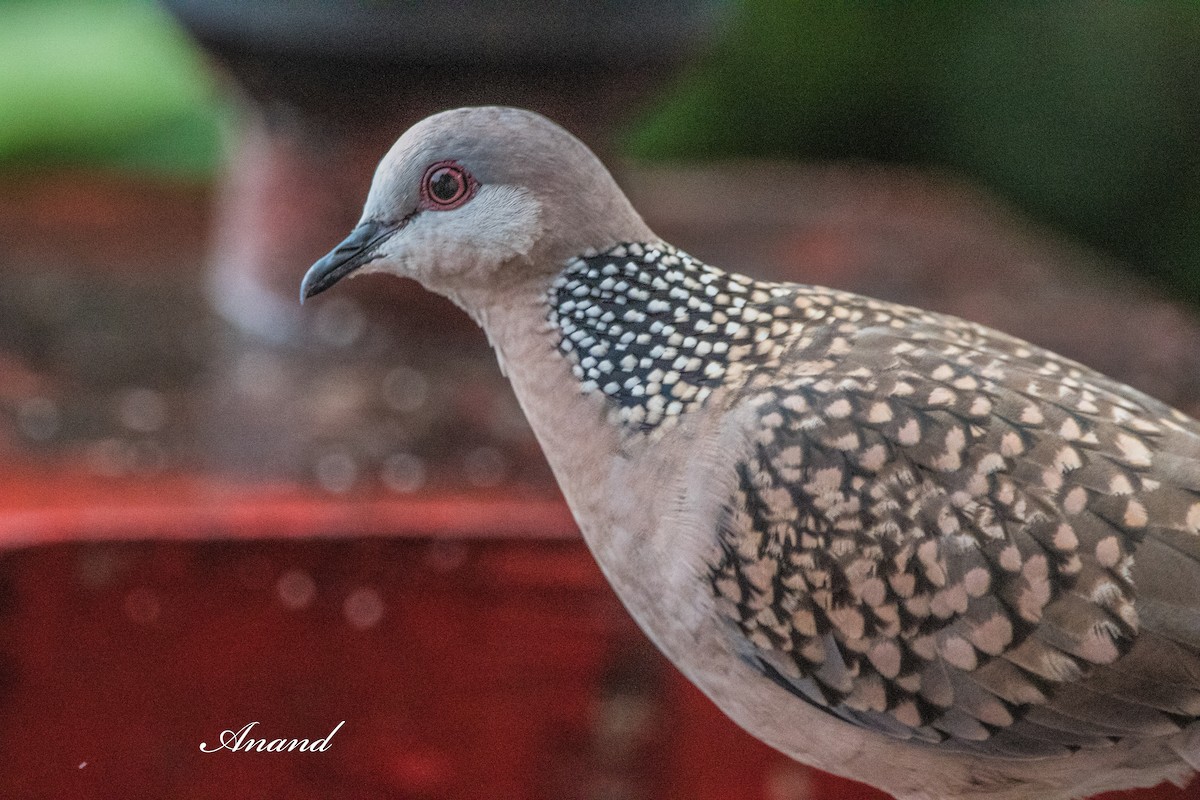 Spotted Dove - ML639804848