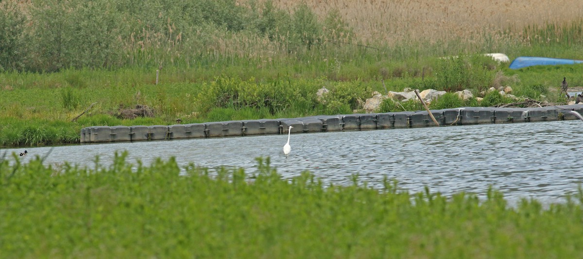 volavka bílá - ML639804893