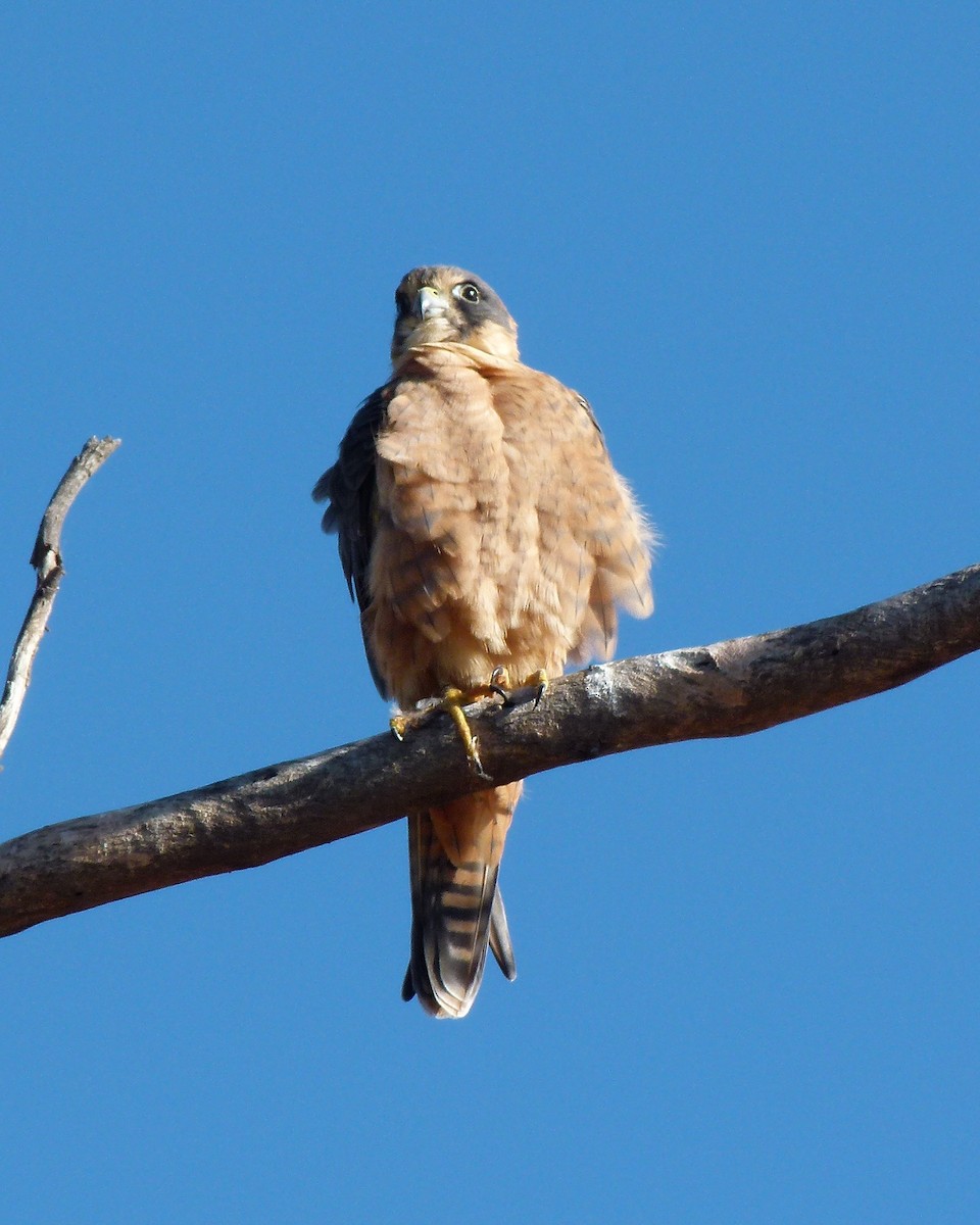 Petit Faucon - ML639804935