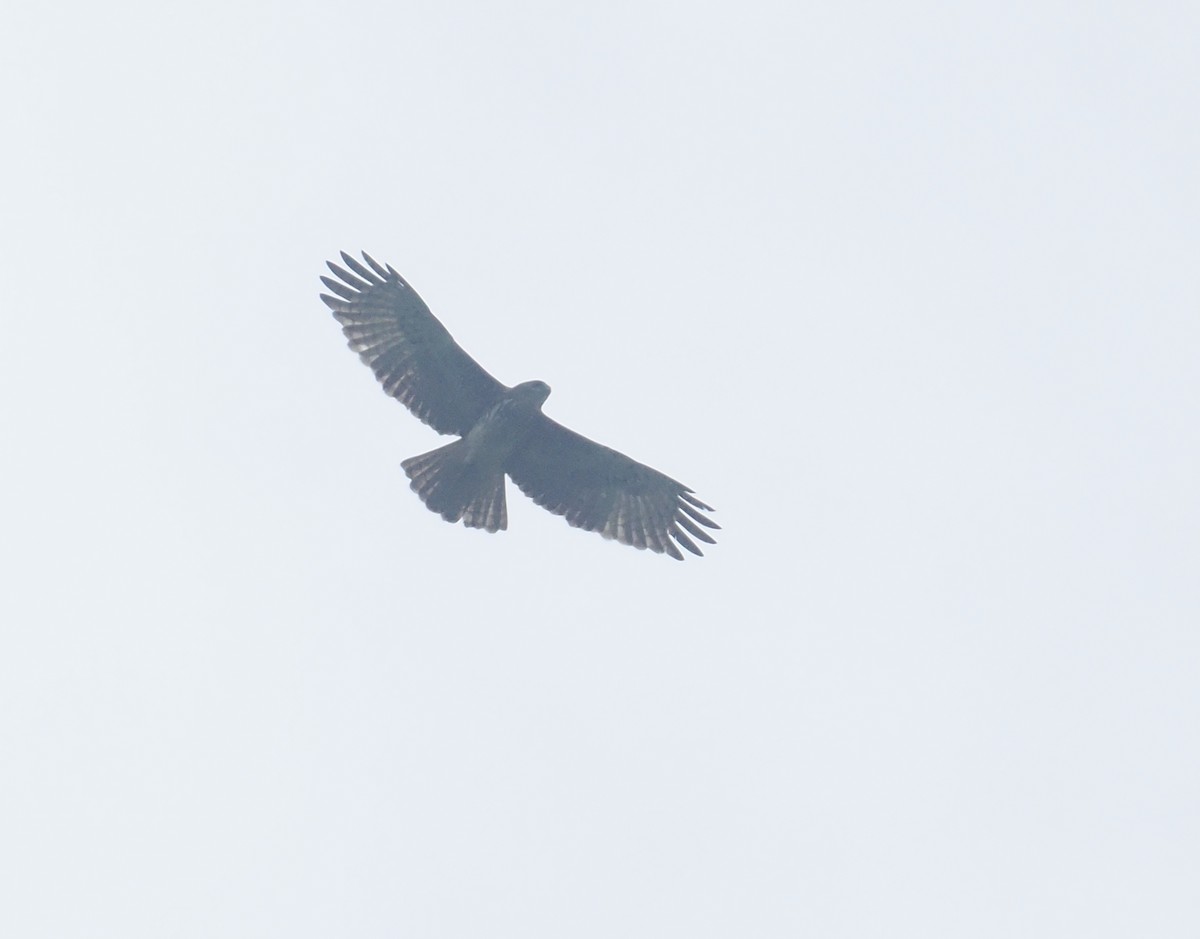 Aigle de Weiske - ML639804992
