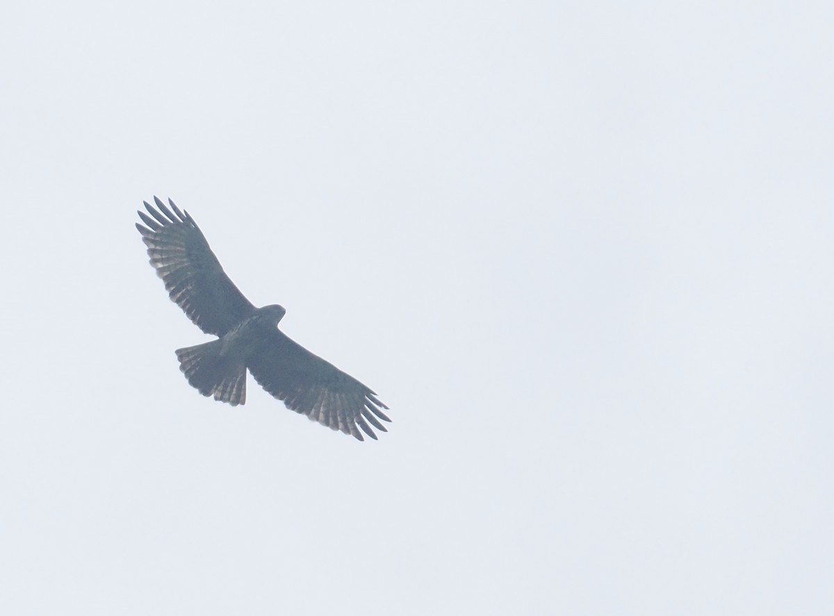 Aigle de Weiske - ML639805010