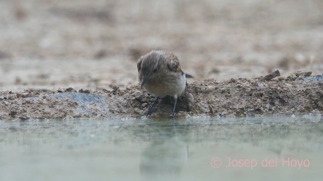 Western Black-eared Wheatear - ML639805096
