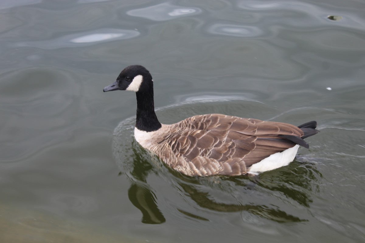 Canada Goose (canadensis Group) - ML639805103