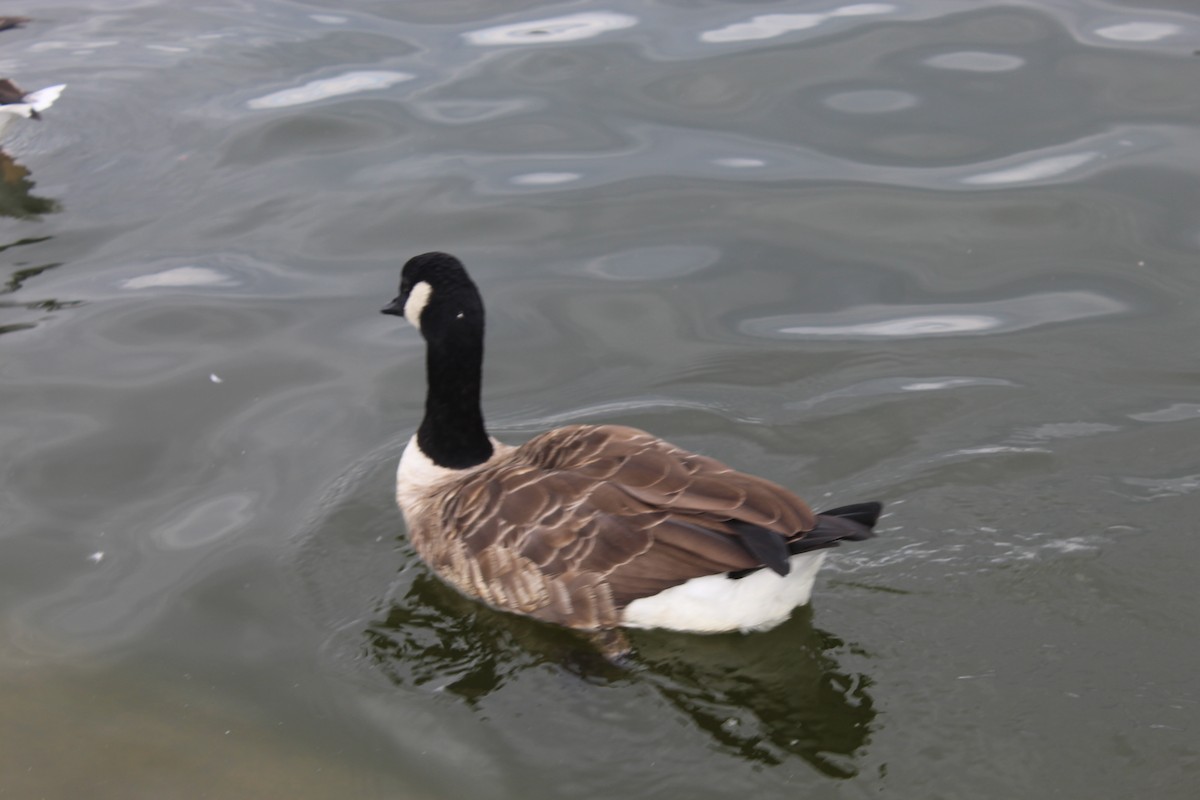 Canada Goose (canadensis Group) - ML639805107