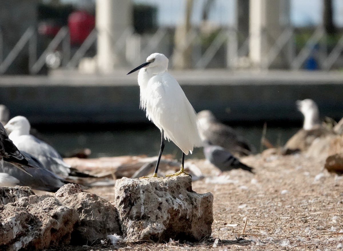 Little Egret - ML639805192