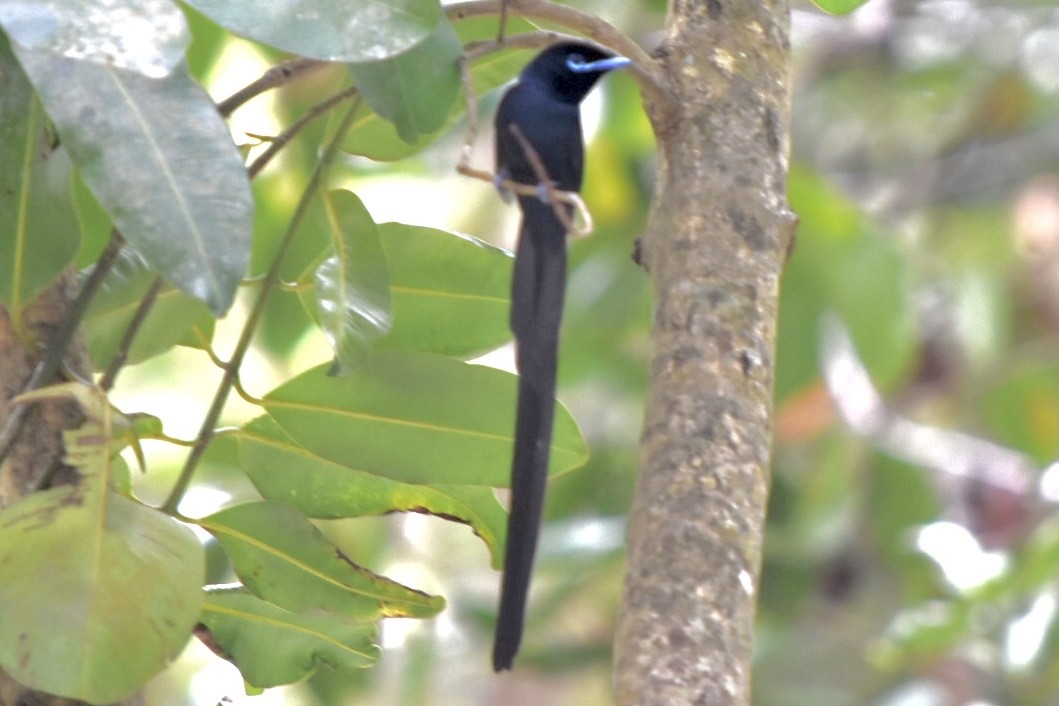 Seychelles Paradise-Flycatcher - ML639805224