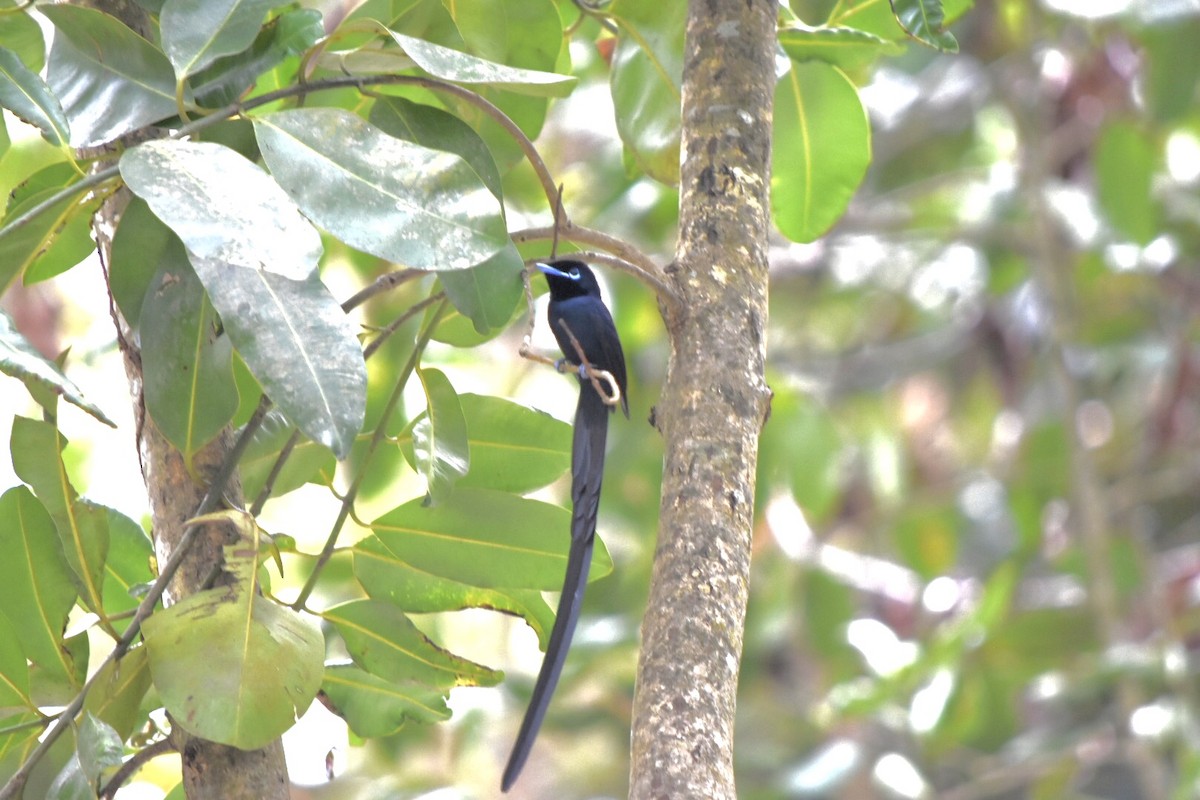 Seychelles Paradise-Flycatcher - ML639805225
