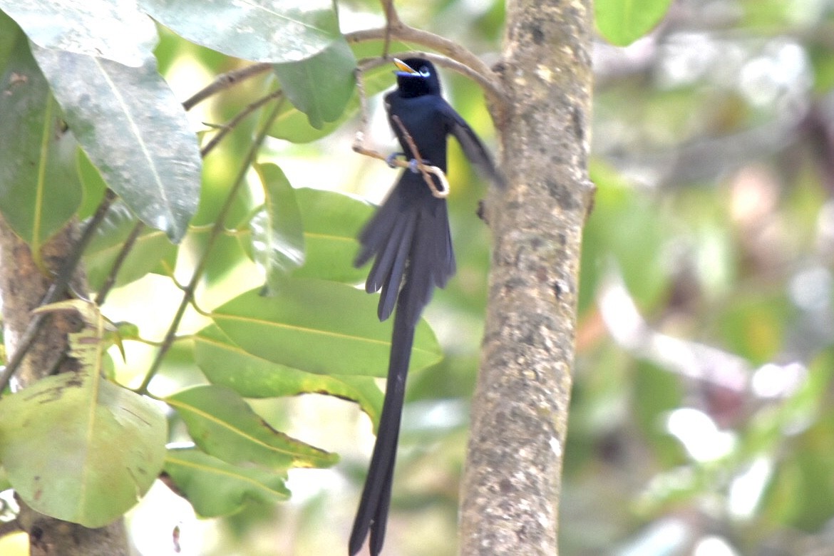 Seychelles Paradise-Flycatcher - ML639805226