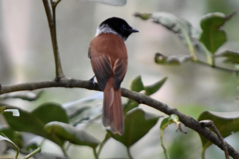 Seychelles Paradise-Flycatcher - ML639805227