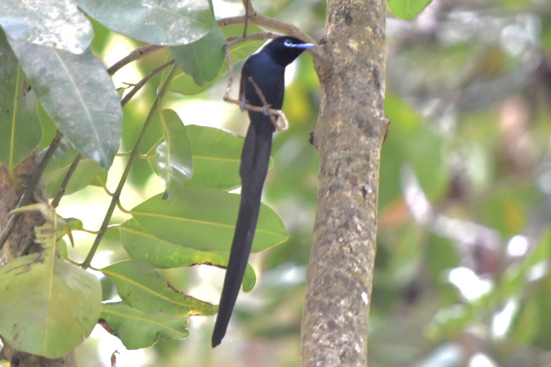 Seychelles Paradise-Flycatcher - ML639805228
