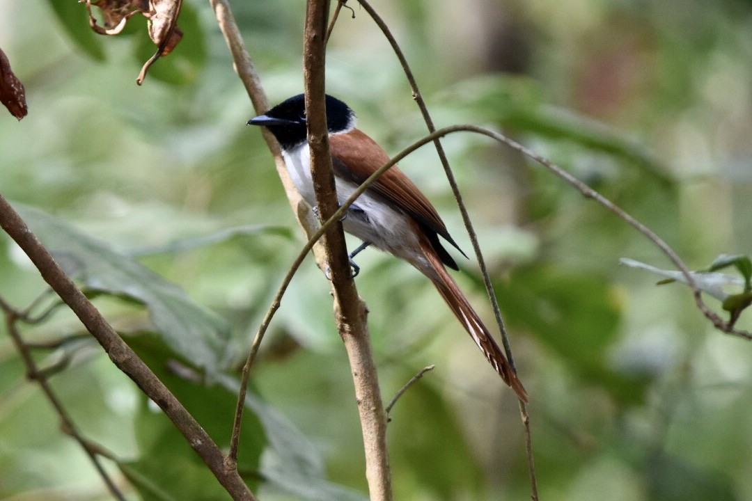 Seychelles Paradise-Flycatcher - ML639805230