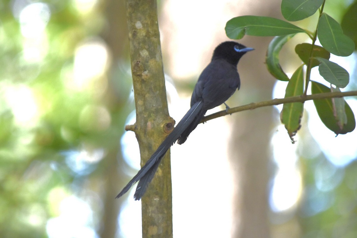 Seychelles Paradise-Flycatcher - ML639805231