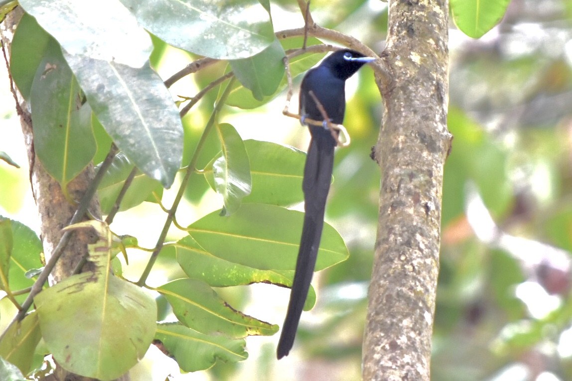 Seychelles Paradise-Flycatcher - ML639805232