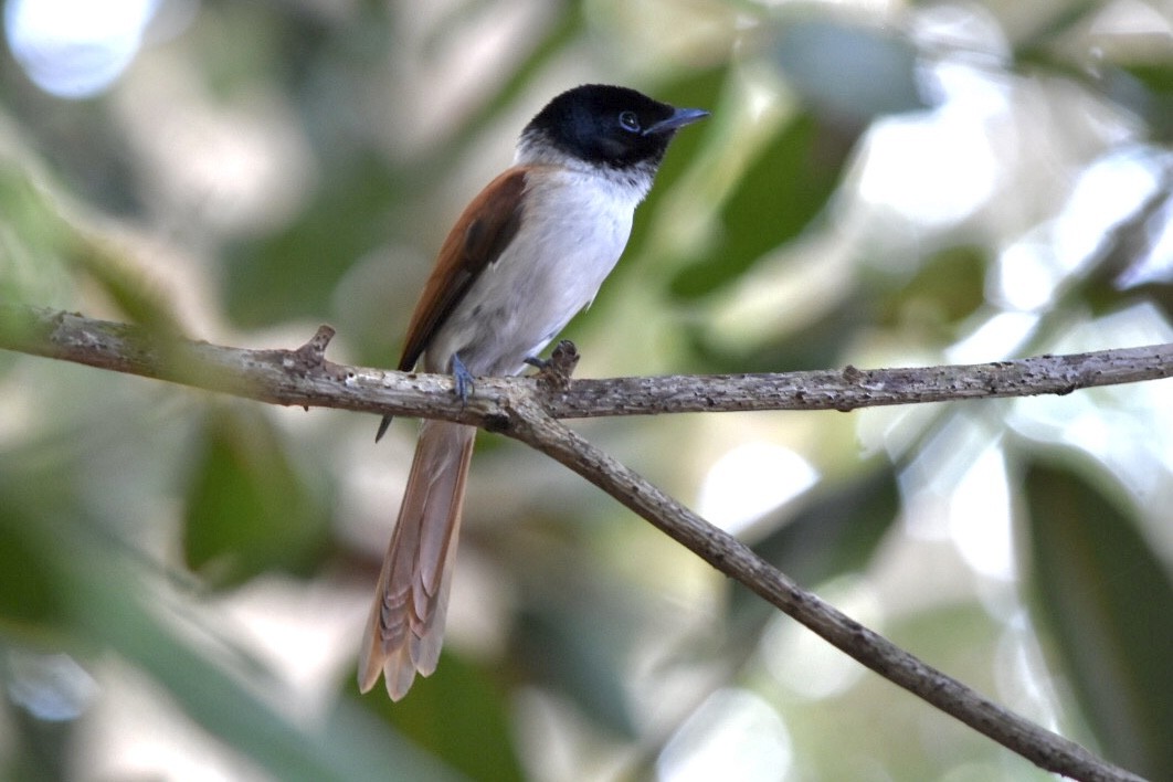 Seychelles Paradise-Flycatcher - ML639805233