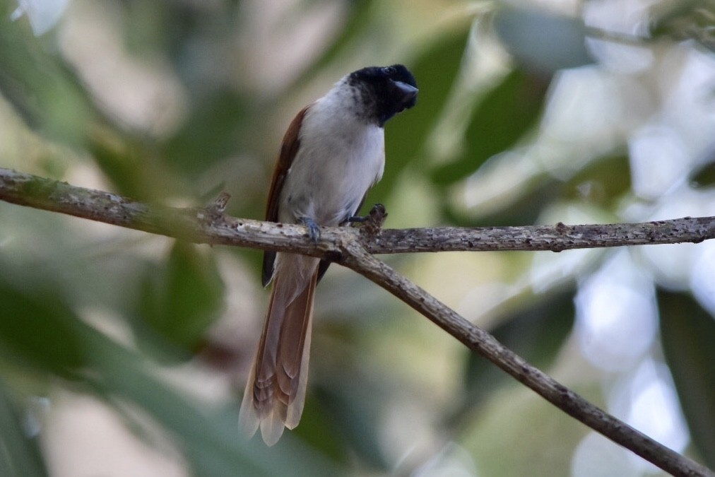 Seychelles Paradise-Flycatcher - ML639805235