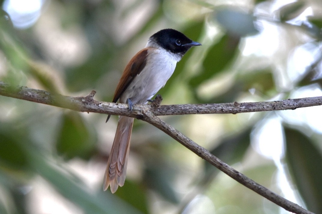 Seychelles Paradise-Flycatcher - ML639805236