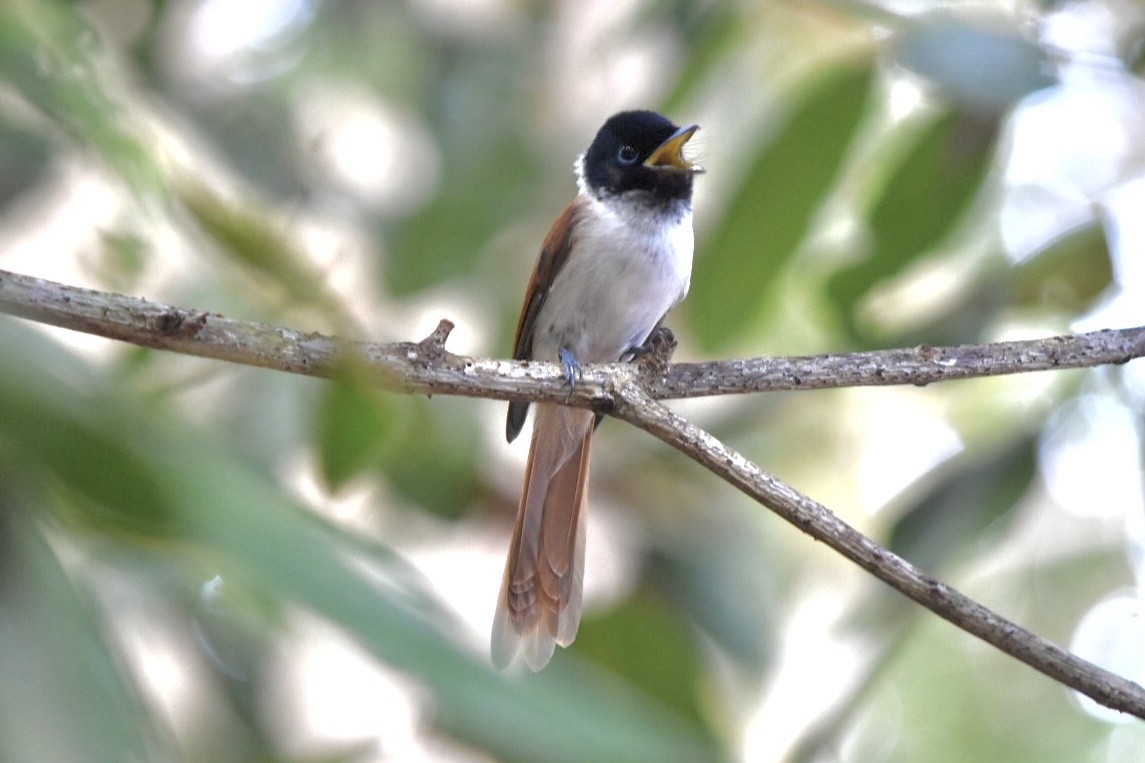 Seychelles Paradise-Flycatcher - ML639805237