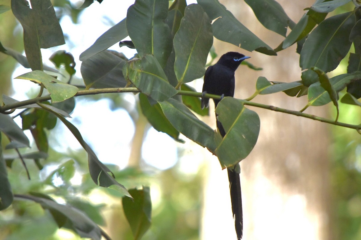 Seychelles Paradise-Flycatcher - ML639805238